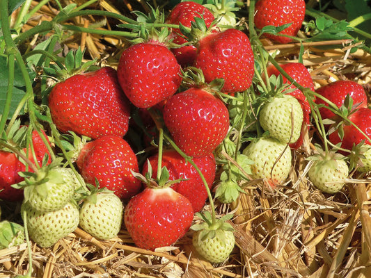 Plant de Fraisier Frais Racine-nue Polka