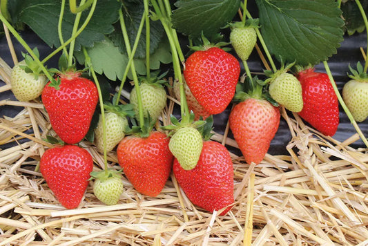 Plant de Fraisier Frigo A- Seraphine