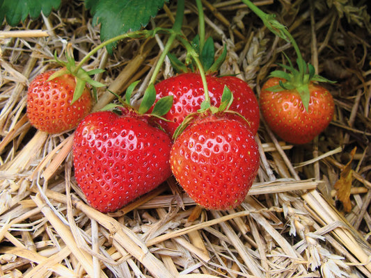 Plant de Fraisier Frais Racine-nue Sonata