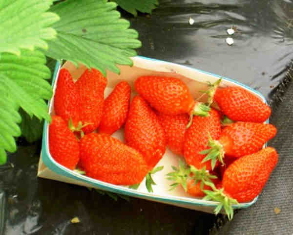 Plant de Fraisier Frigo A Racines-nues Gariguette Conventionnel Pour Particuliers