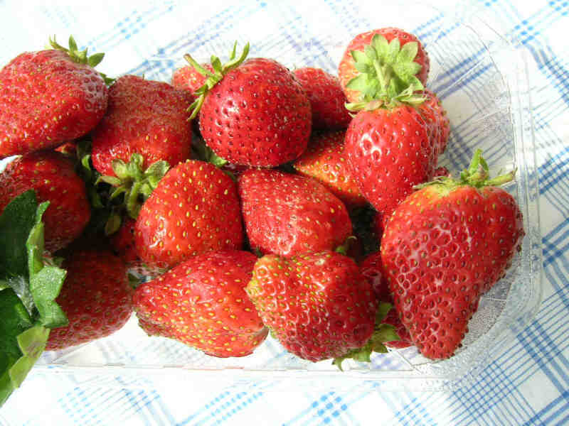 Plant de Fraisier Frigo A Gento Conv