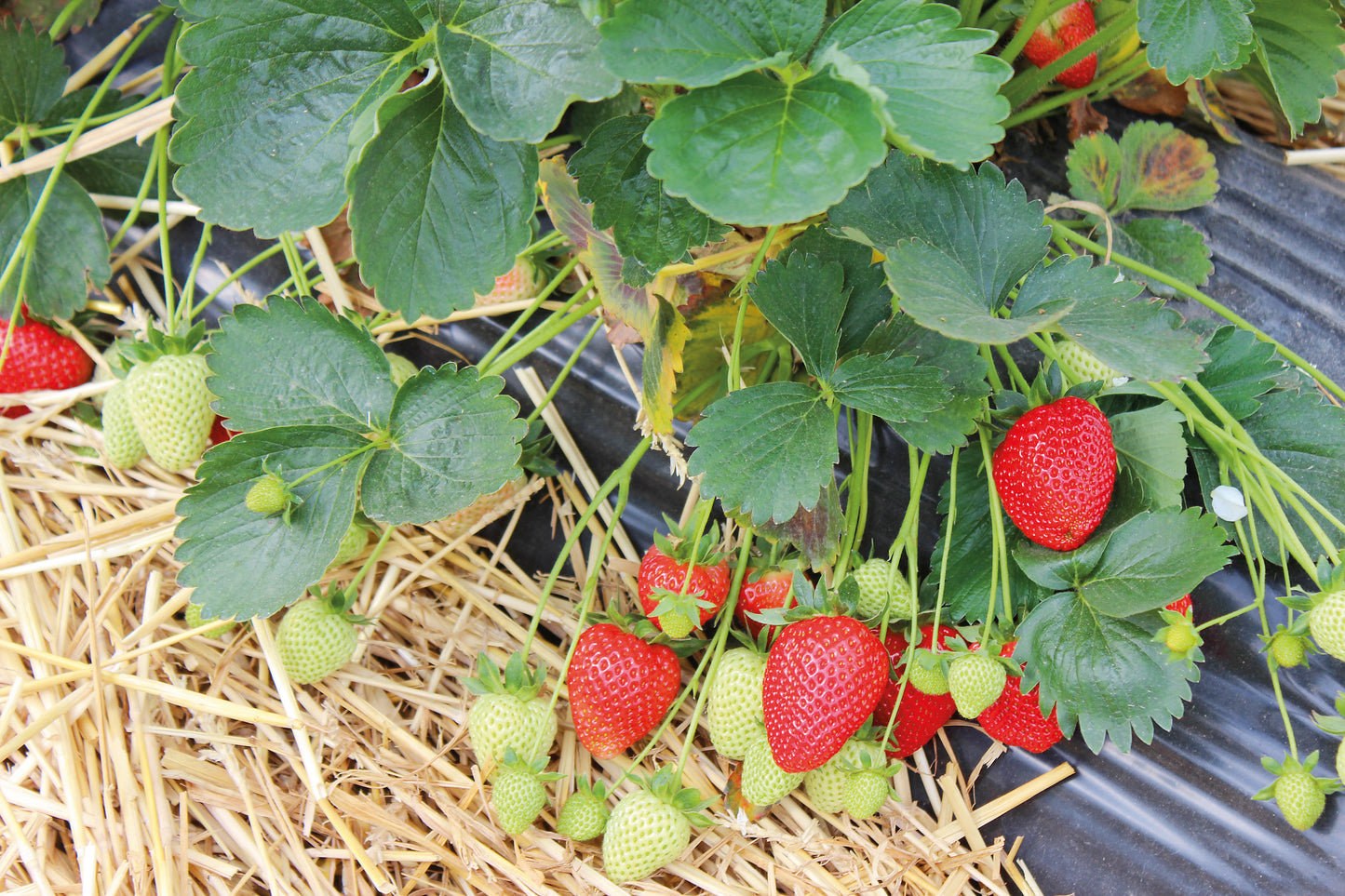 Plant de Fraisier Motte  Hademar Conventionnel