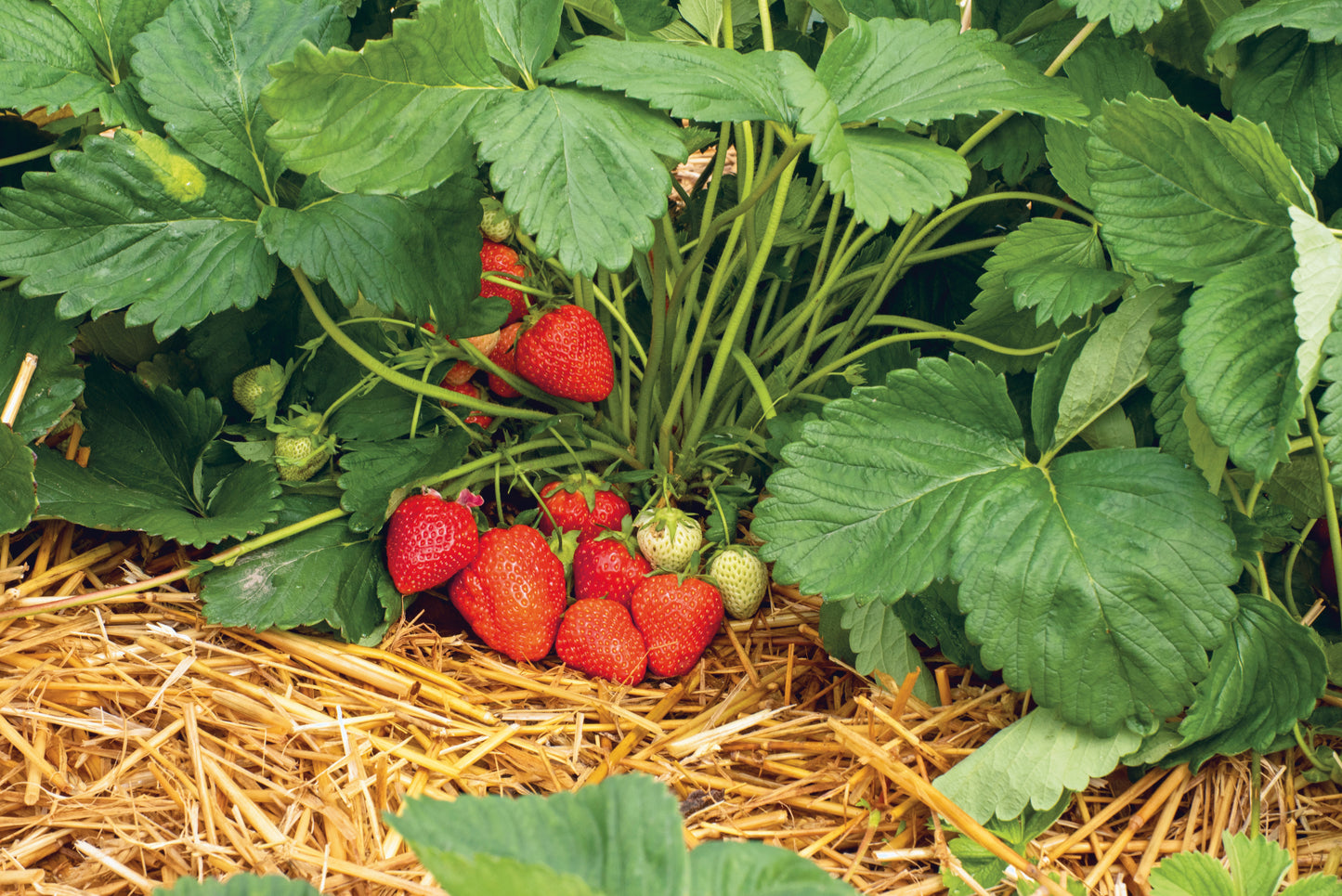 Plant de Fraisier Frais Racine-nue  Lola Conventionnel