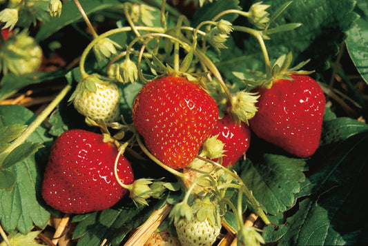 Plant de Fraisier Tray  Mara des Bois Non Traité