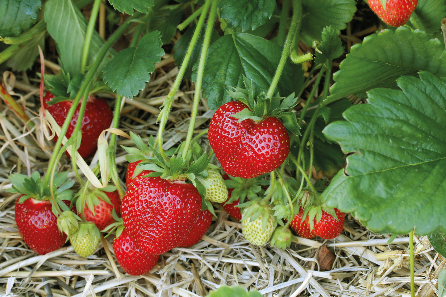 Plant de Fraisier Frigo A Elsanta Conventionnel