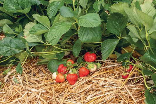 Plant de Fraisier Frais Racine-nue  Rendezvous Conventionnel