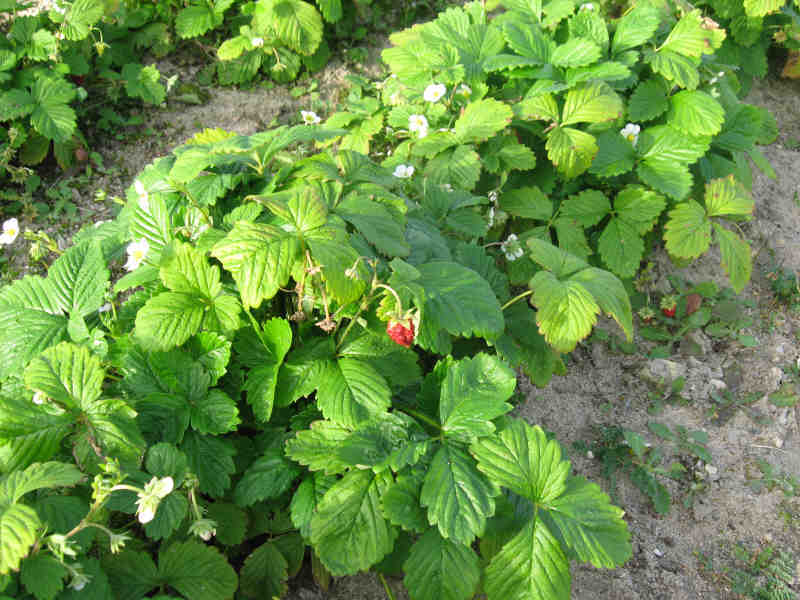 Plant de Fraisier Frigo A Reine des Vallées Conv