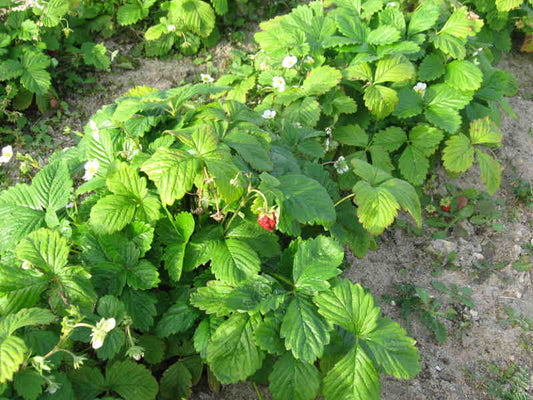 Plant de Fraisier Frais Racine-nue  Reine des Vallées Conv