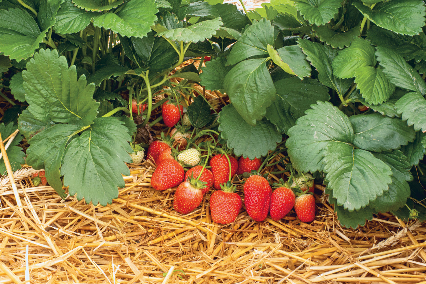 Plant de Fraisier Frais Racine-nue  Rosaria Conventionnel