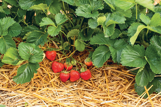 Plant de Fraisier Frais Racine-nue  Verdi Conventionnel